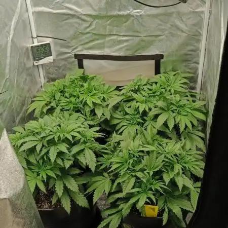 Invisible grow 2