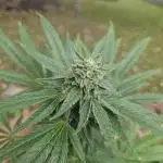 Sin City Seeds - Storm Surge