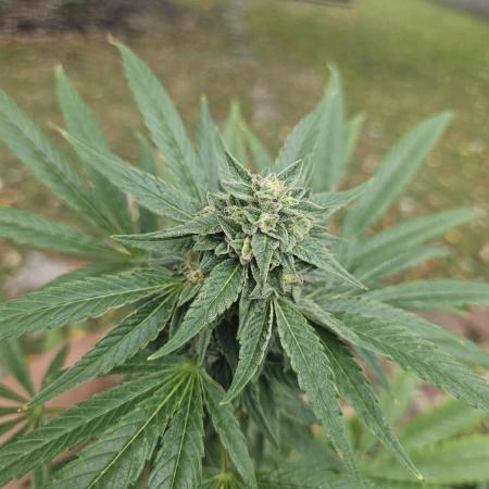 Sin City Seeds - Storm Surge