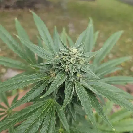 Sin City Seeds - Storm Surge