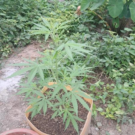 Permanent Marker xl auto