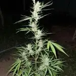 Permanent Marker xl auto