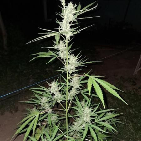 Permanent Marker xl auto