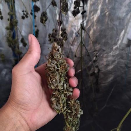 AUTOFLORECIENTES  Mineral.