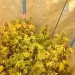 AUTOFLORECIENTES  Mineral.