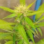 AUTOFLORECIENTES  Mineral.