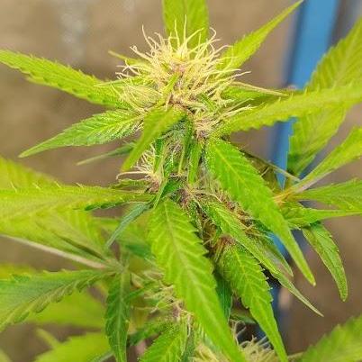 AUTOFLORECIENTES  Mineral.