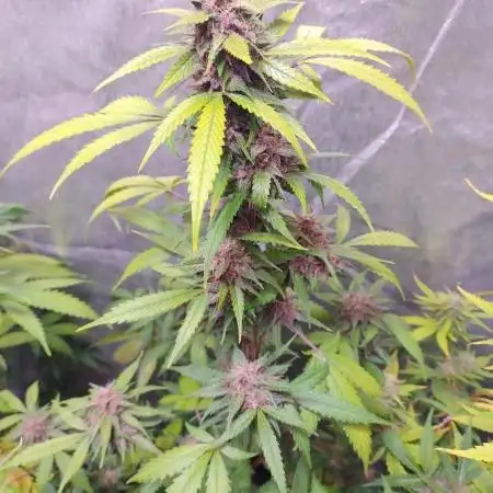 AUTOFLORECIENTES  Mineral.