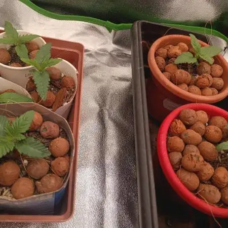 Zombie Kush, the first