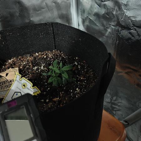 Winxalot's First Grow Tent