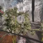 Winxalot's First Grow Tent