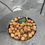 AVT x 3BOG 2x2 Grow - FC 3000 and DWC