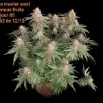 Terpenes Master Seeds