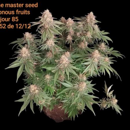 Terpenes Master Seeds