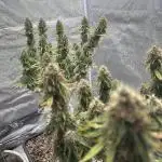 durbanDew Stáňa 100x100 300W