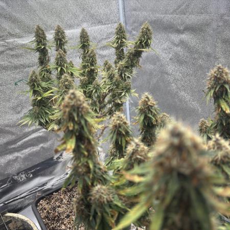 durbanDew Stáňa 100x100 300W