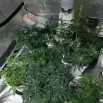 mix autos primer cultivo