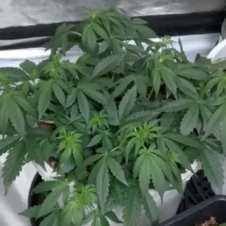 mix autos primer cultivo