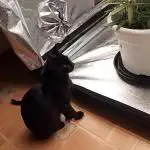 mix autos primer cultivo