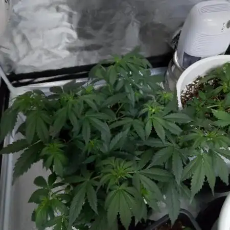 mix autos primer cultivo