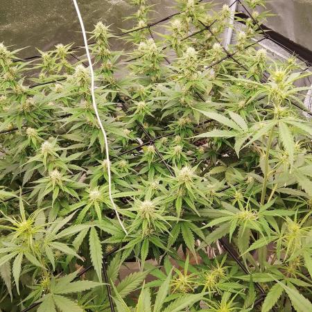 mix autos primer cultivo