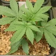 SoL 'Shishkaberry Adventure Mix' 12/12