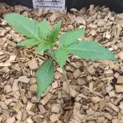 Spritzade (Gelonade x Spritzer) 12h/12h