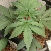 Dancing Sprite (White Runtz x Spritzer)