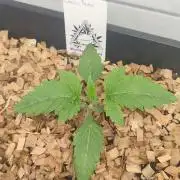 Cabin Fever (Login Cabin x Spritzer) 12h