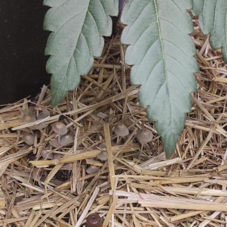 Cabin Fever (Log Cabin x Spritzer) 12/12