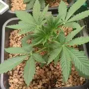 Spritzade (Gelonade x Spritzer) 12h/12h