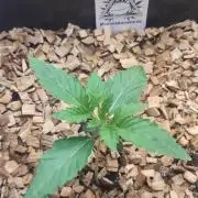 Bullshit (2090 Shit x Spritzer) 12h/12h