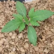 'Slurpicle' (Slurty x Spritzer) 12h/12h