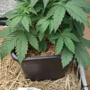 Cabin Fever (Log Cabin x Spritzer) 12/12