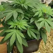 SoL 'Shishkaberry Adventure Mix' 12/12