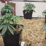 SoL 'Shishkaberry Adventure Mix' 12/12