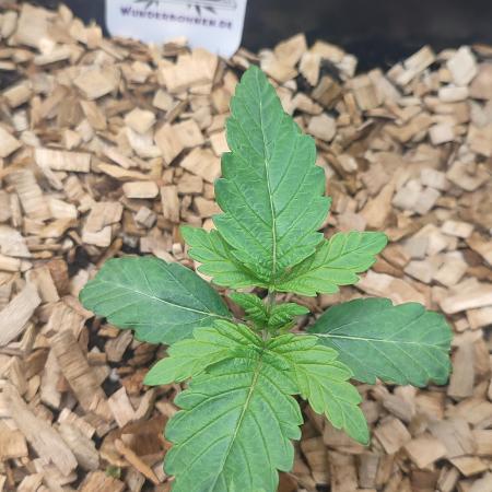 SoL 'Shishkaberry Adventure Mix' 12/12