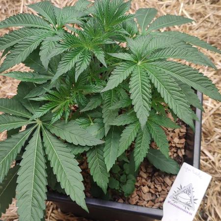 Spritzade (Gelonade x Spritzer) 12h/12h