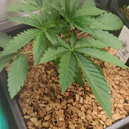 Bullshit (2090 Shit x Spritzer) 12h/12h