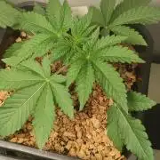 Slurpicle (Slurty x Spritzer) 12h/12h