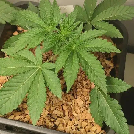 Slurpicle (Slurty x Spritzer) 12h/12h