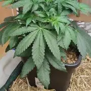 Dancing Sprite (White Runtz x Spritzer)