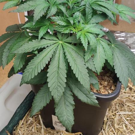 Dancing Sprite (White Runtz x Spritzer)