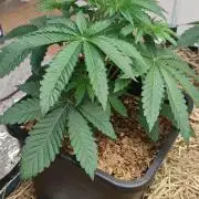 Bullshit (2090 Shit x Spritzer) 12h/12h