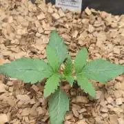 Dancing Sprite (White Runtz x Spritzer)