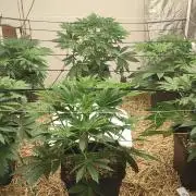 Dancing Sprite (White Runtz x Spritzer)