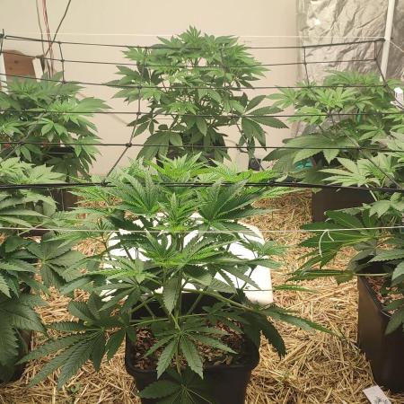 Dancing Sprite (White Runtz x Spritzer)