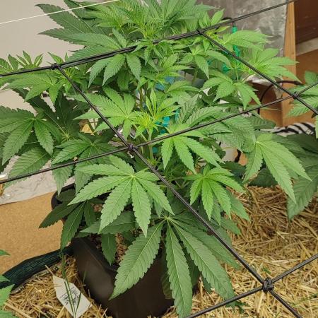 Spritzade (Gelonade x Spritzer) 12h/12h