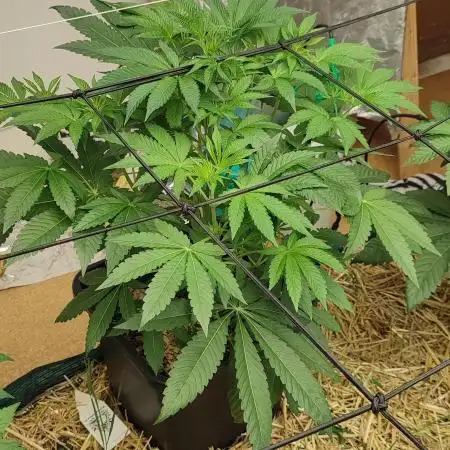 Spritzade (Gelonade x Spritzer) 12h/12h