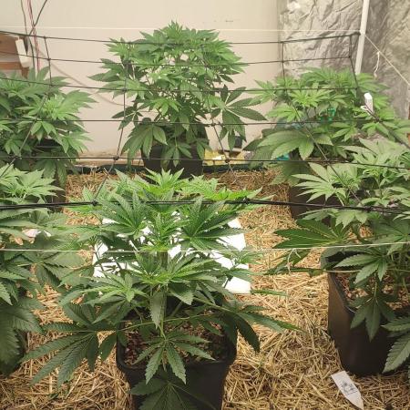 Bullshit (2090 Shit x Spritzer) 12h/12h